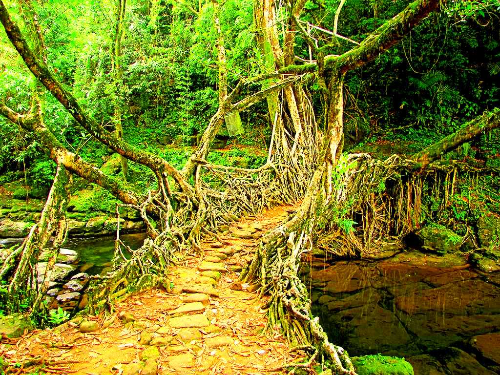 Meghalaya&rsquo;s Living Root Bridges: A Natural Marvel to Visit in 2026