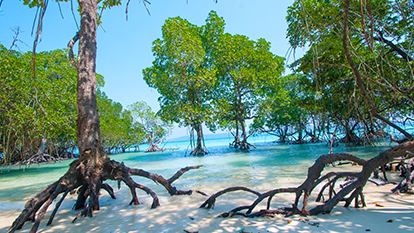 Andaman Budget LTC Tour Package: Explore the Islands at Affordable Prices