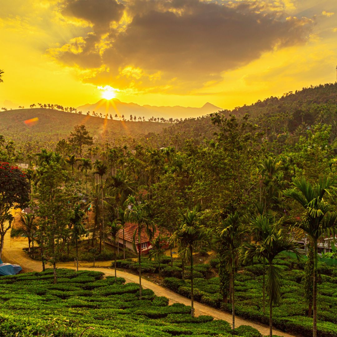 Best Resorts for Honeymooners in Wayanad: Perfect Blend of Luxury and Nature